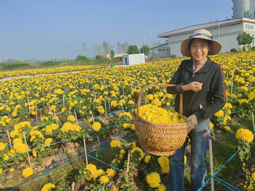 安徽池州贵池区牛头山镇：“菊花经济”为乡村振兴锦上添“花”