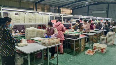 安徽泗县墩集镇：电商直播助推草莓销售火爆  为乡村振兴注入新活力