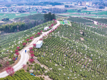 安徽芜湖繁昌区：茶园春色  景美如画