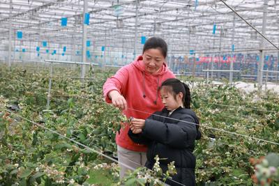 芜湖繁昌平铺镇：蓝莓种植为特色农业再添新名片