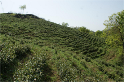 芜湖繁昌区新港镇：茶山绿意绘新卷  产业振兴富克山