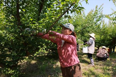 芜湖繁昌平铺镇：青梅挂满枝，采摘正当时