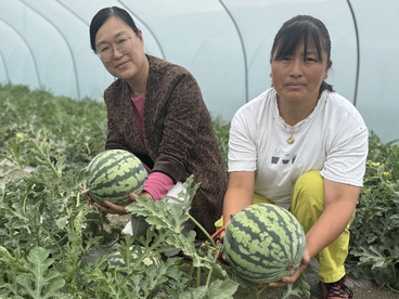 安徽怀远万亩西瓜抢“鲜”长三角