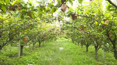 安徽宿州埇桥区朱仙庄镇百亩梨园迎丰收