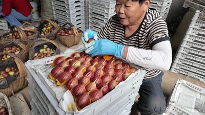 安徽宿州埇桥区：无花果的富民之路