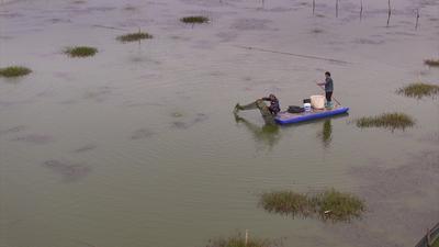安徽五河：“数字化养蟹”助农增收