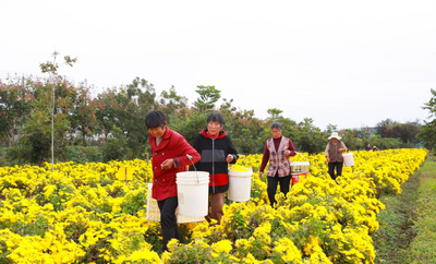 安徽泗县：金丝皇菊产业铺就乡村振兴路