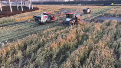 安徽宿州埇桥区灰古镇：“小田并大田”改革见实效，千亩稻田迎丰收