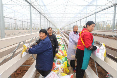 六安市金安区中店镇：智慧农场实现“四季有果”