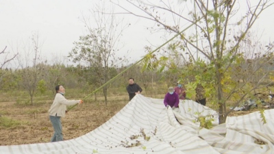 安徽宿州埇桥区夹沟镇：碧根果变身乡村振兴“致富果”