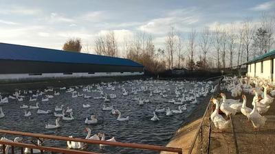 六安金安区木厂镇：全链“兴鹅”锻造镇域经济新增长极