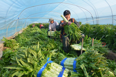 安徽宿州“埇桥莴苣”销售旺