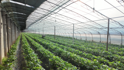 安徽宿州埇桥区：“莓”好产业带动农旅融合