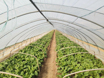 安徽五河小圩镇：大棚蔬菜喜获丰收  特色产业助力乡村振兴