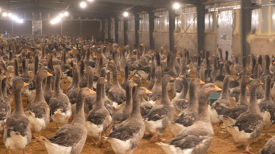 安徽霍邱朗德鹅 “曲项向天歌”