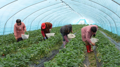 六安裕安区城南镇：草莓香飘致富路