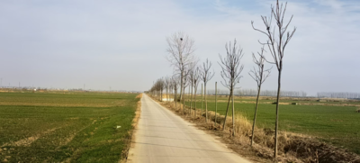 安徽五河：筑牢绿色生态屏障  推进高标准农田防护林补植行动