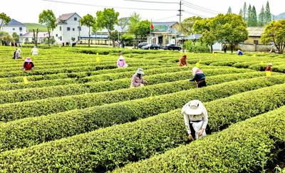 安徽池州：万亩茶园美如画  春茶开采正当时