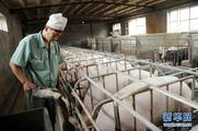 China's hog prices down 1.3 pct in mid-March