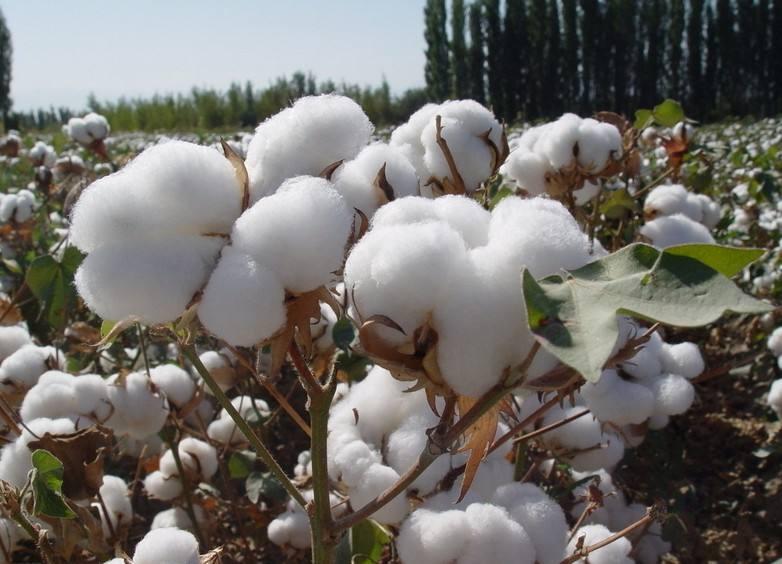 Feature Growing cotton enriches farmers in China's Xinjiang Xinhua