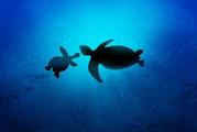 Chinese researchers find greenhouse gases accelerate global ocean circulation