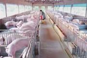 China's top hog producers to open farms in poor areas