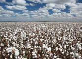 Xinjiang continues to top China's cotton production
