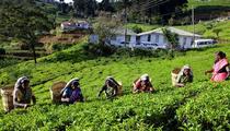 Feature: Chinese company helps poverty alleviation in Sri Lanka