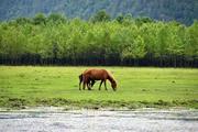 China to amend law on wildlife protection: official