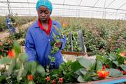 Kenyan flowers transported to China aboard direct flights after suspension over coronavirus