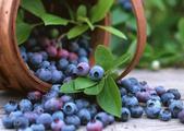 Australian enterprise invests in blueberry growing in SW China 