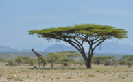 China to help East African countries fight locust outbreak 