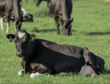 3,500 imported bulls finish quarantine in China's Xiamen 