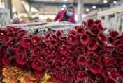 Auctioned transaction at Kunming flower market down 0.3 pct 