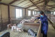 China's Sichuan to bolster hog industry