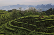 SW. China's Sichuan strives to revitalize tea industry