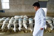 NW. China Xinjiang to invest RMB5.85 bln in animal husbandry upgrades
