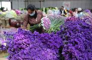Auctioned transaction at Kunming flower market down 2.3 pct