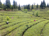 Tea exports rise in E China's Fujian 