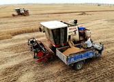 China Focus: Farmers see bumper summer grain harvest despite epidemic