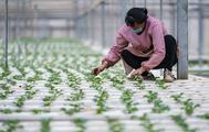 China's Gansu sees rising export of highland vegetables in H1