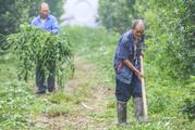China to scale up investment in agriculture, rural areas