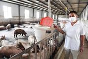 China's hog production to fully recover in H1 next year