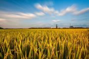 China's grain inventory at high level: official