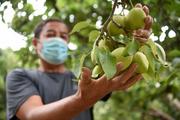 Signature pear brand of China's Xinjiang reaps from growing market