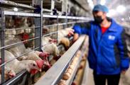 China to promote high-quality development of animal husbandry industry