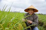 China expects another bumper year in grain output