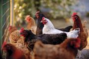 China's weekly farm produce prices edge up