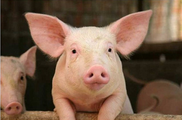 China's hog prices decline in September