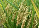 Nearly 4,000 hybrid rice varieties grown in China